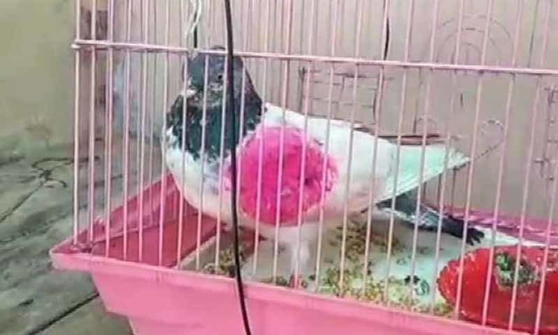 بھارت نے مقبوضہ کشمیر میں ’پاکستان کا ایک اور جاسوس کبوتر‘ پکڑ لیا