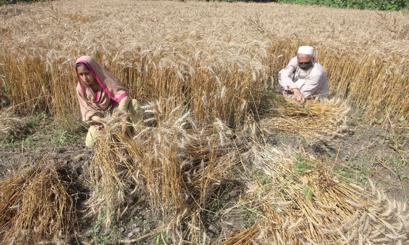 حکومت نے نجی شعبے کو گندم کی لامحدود درآمد کی اجازت دیدی