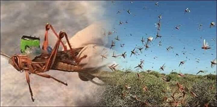 ماشکیل ، ٹڈی دل تلف کرنے والے دوا تقسیم