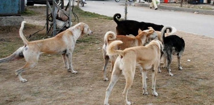 چلی، کورونا مریضوں کی تلاش کیلئے کتوں کی مدد لینے کا فیصلہ
