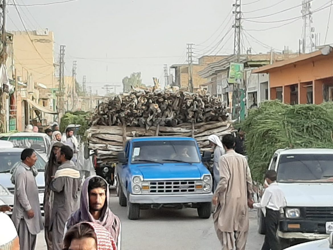 چاغی، واشک سے قدرتی جنگلات سے بڑے پیمانے پر تر اور گیلی لکڑیوں کی کٹائی کا سلسلہ جاری