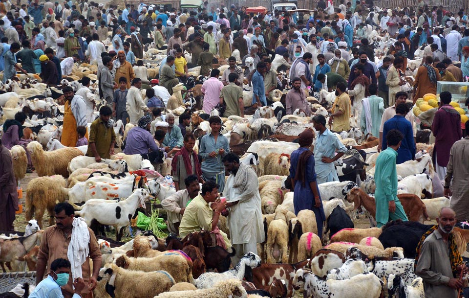 حکومت کا غیر قانونی مویشی منڈیوں کےخلاف کریک ڈائون کا فیصلہ
