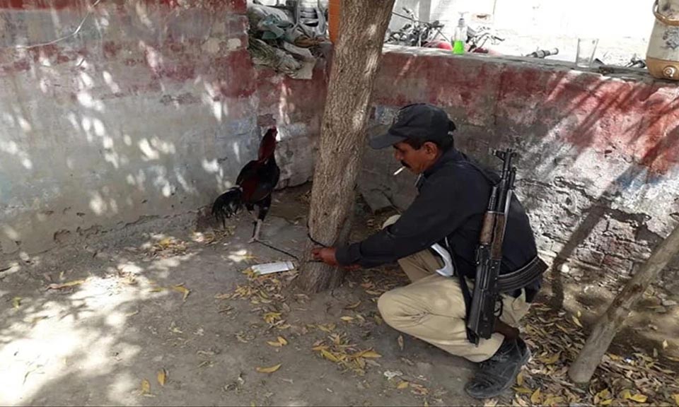 آٹھ ماہ سےپولیس کی قید میں مرغا آخر کار ”باعزت “بری