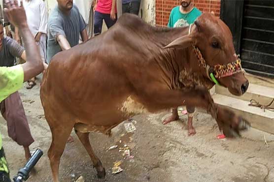 عید کا دن اناڑی قصائیوں پر بھاری، جانوروں نے شہریوں کی دوڑیں لگوا دیں