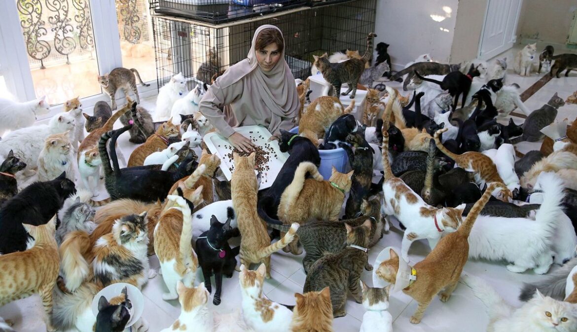 سیکڑوں بلیوں کے ساتھ زندگی گزارنے والی خاتون
