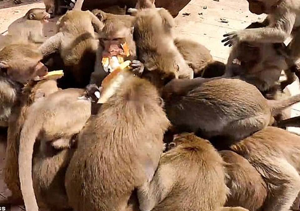 کرونا وائرس، بھوک سے تڑپتے بندروں کو کئی روز بعد کھانا مل گیا، دل سوز ویڈیو