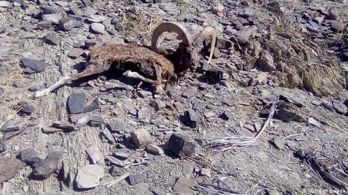 بلوچستان،  زامران میں مارخوروں کی پُراسرار ہلاکت