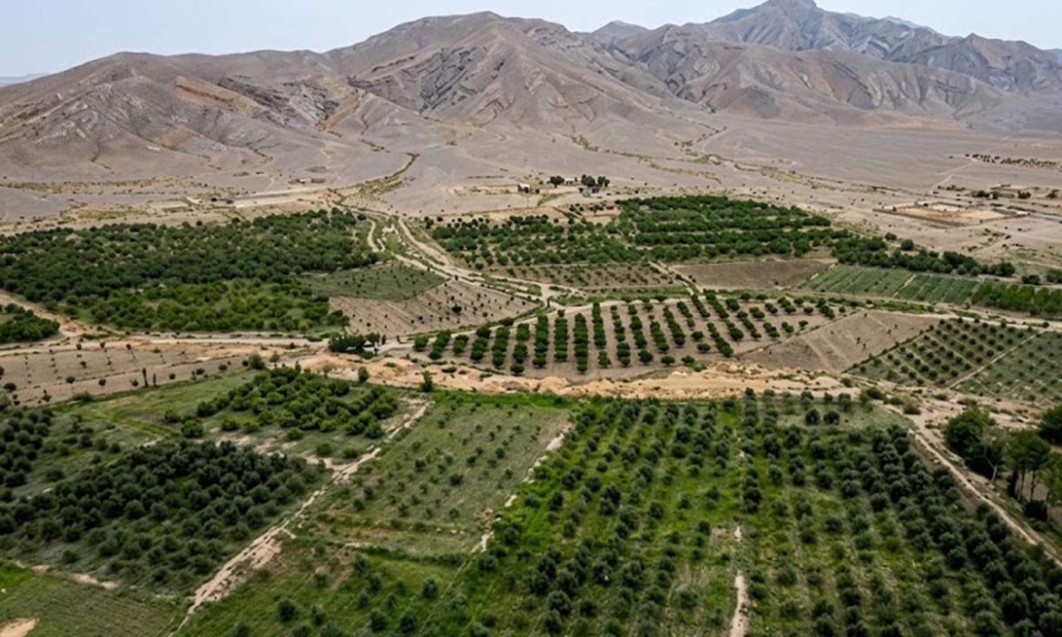 بلوچستان زیتون کی کاشت میں سب صوبوں سے آگے نکل گیا